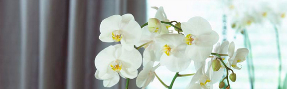 org:/banners product categories/kamerplantenheader2.jpg